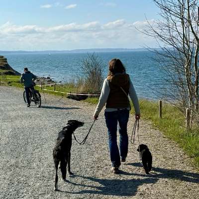 Hundeschulen-Engelshunde-Bild