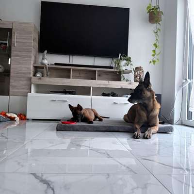 Hundetreffen-Welpentreffen/Spielrunde-Bild