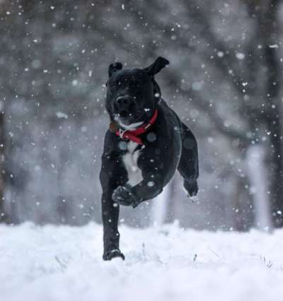 Welche Hunderasse-Beitrag-Bild