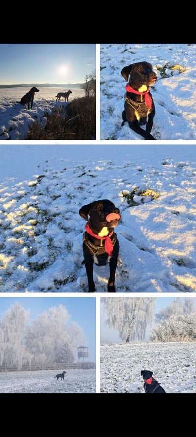 24. Collage-Challenge  *Hund im Schnee*-Beitrag-Bild