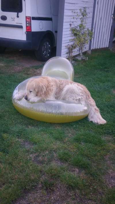 36. Handy Foto Challenge - Sonnenanbeter-Beitrag-Bild