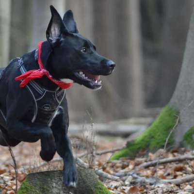 Labradorfans-Beitrag-Bild