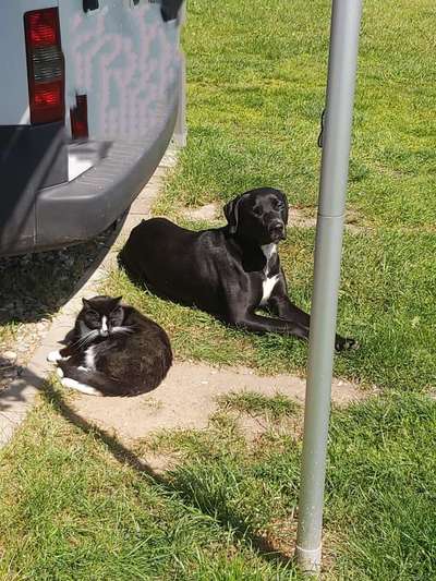 36. Handy Foto Challenge - Sonnenanbeter-Beitrag-Bild