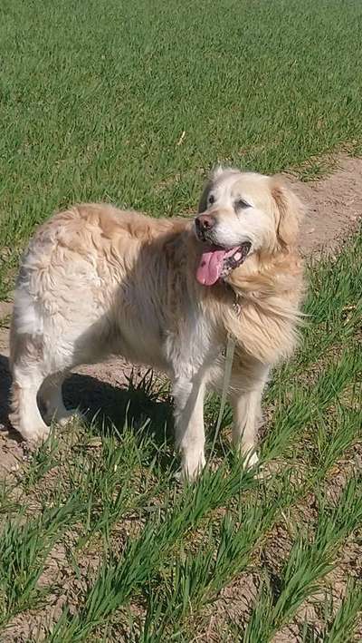 Wo sind die Golden Retriever Liebhaber?-Beitrag-Bild