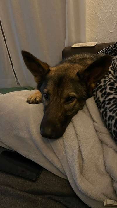 Schäferhund-Beitrag-Bild