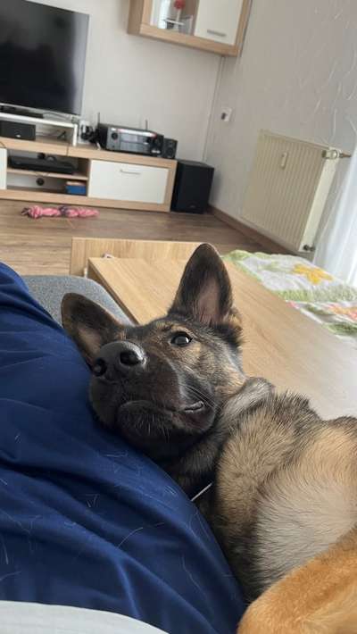 Schäferhund-Beitrag-Bild