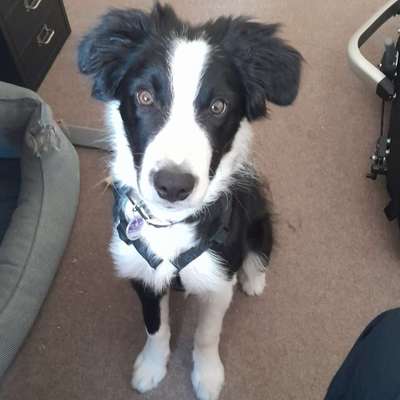 Hundetreffen-Kennenlernen/Spielen/Beschüffeln-Bild