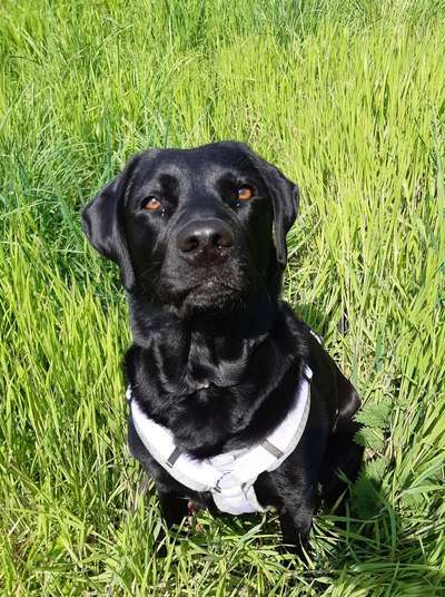 Die Dogorama Monats Challenge "Es grünt und blüht"-Beitrag-Bild