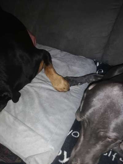 Die Dogorama Wochen Challenge "Friends will be Friends"-Beitrag-Bild