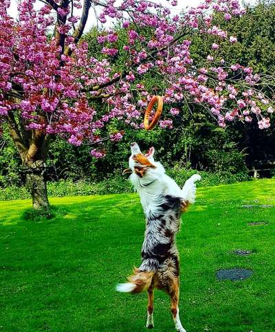 Die Dogorama Wochen Challenge-Beitrag-Bild