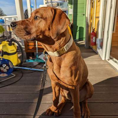 Hundetreffen-Zusammen Gassi gehen-Profilbild