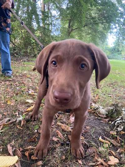 Hundetreffen-Welpen Treff-Bild