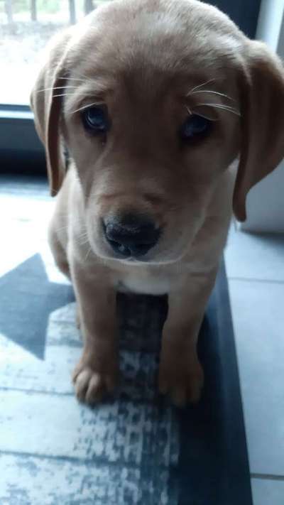 Welpen Bilder !-Beitrag-Bild