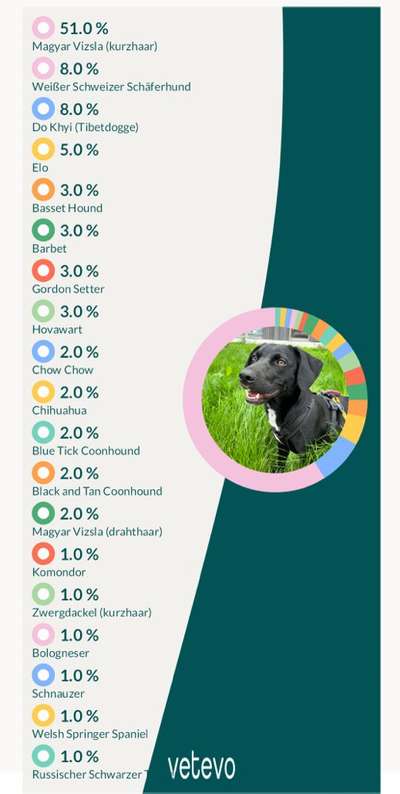 Hat schonmal jemand die Rasse beim Mischling bestimmen lassen?-Beitrag-Bild