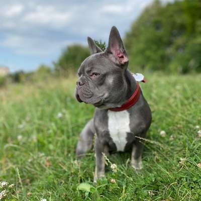 Hundetreffen-Gassi gehen mit Junghunden-Profilbild