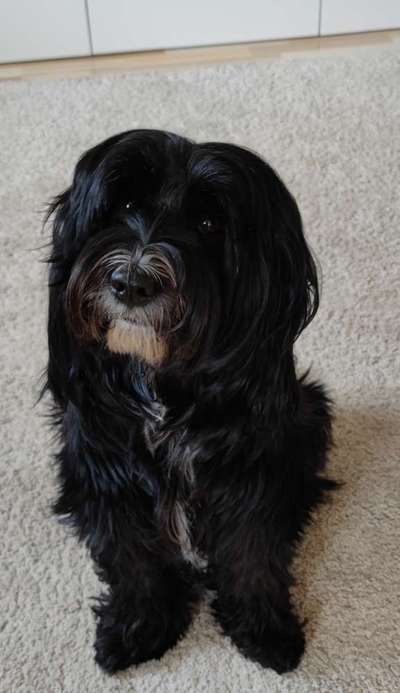 Tibet Terrier-Beitrag-Bild