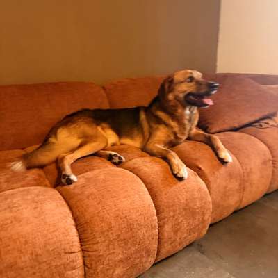 Hundetreffen-Großer Spielpartner gesucht 🐕🐶-Bild