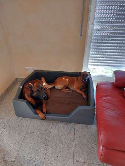 Gemeinsames Kuscheln im Bett!-Beitrag-Bild