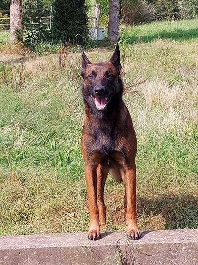 Deutsche Schäferhunde, Belgische Schäferhunde.-Beitrag-Bild