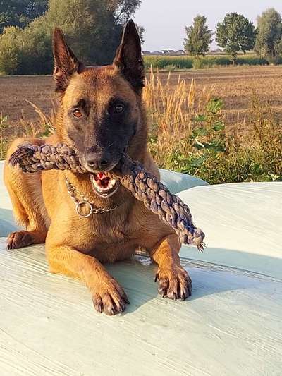 Deutsche Schäferhunde, Belgische Schäferhunde.-Beitrag-Bild