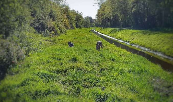 Hundetreffen-Kleinere/mittlere Hündin gesucht. Schevemoor/Lausanner/Bultenweg-Bild