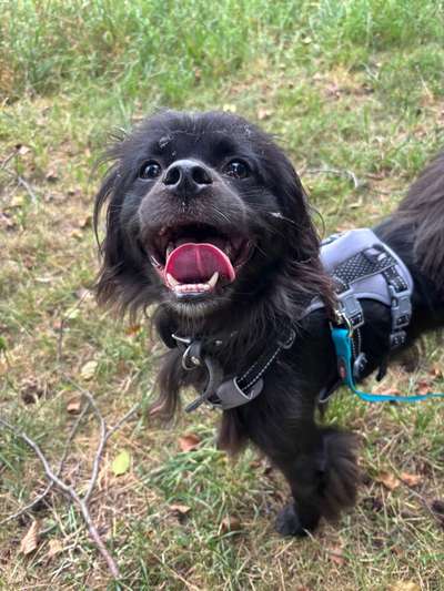 Hundetreffen-Social Walk mit kleinerem Hund-Bild
