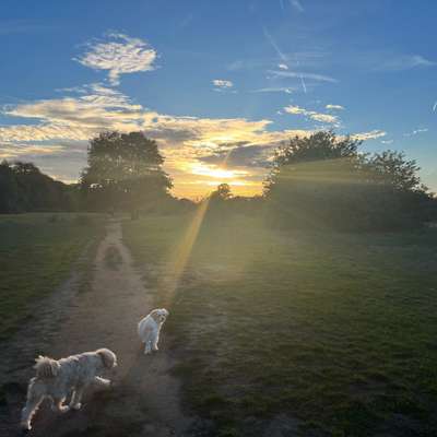 Hundetreffen-Gassi Runde auf der Bult-Bild