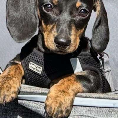 Hundetreffen-Welpen Junghunde treffen im Schillerpark-Bild