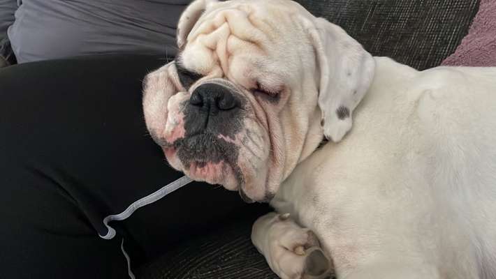 Deutsche Boxer-Beitrag-Bild