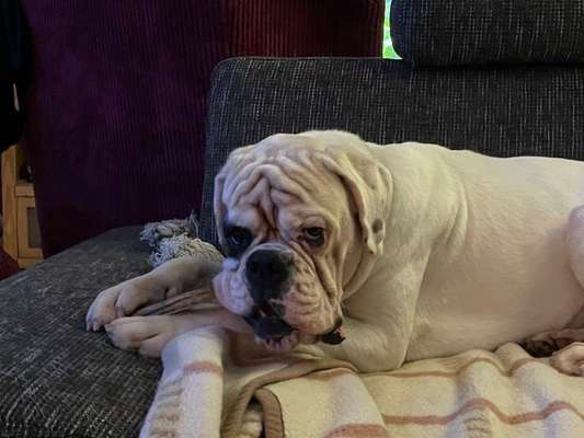 Deutsche Boxer-Beitrag-Bild