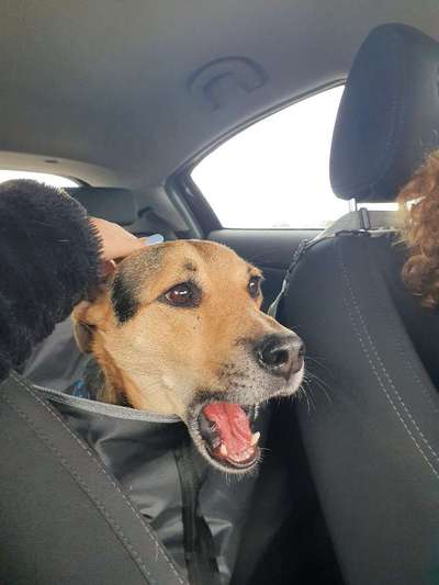 Die Dogorama-Wochen-Challenge "Die schönste Grimasse"-Beitrag-Bild