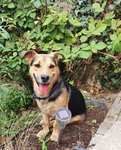 Alles rund um den Schäferhund, diskutieren erwünscht.-Beitrag-Bild