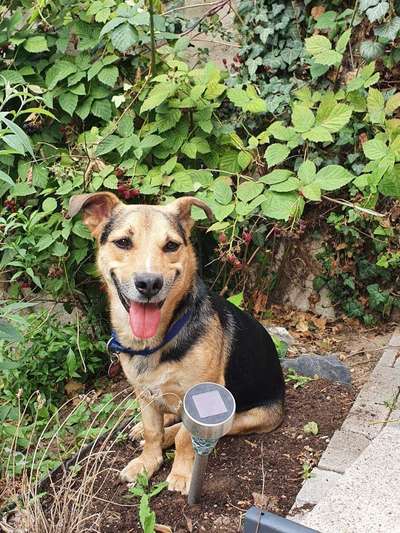 Schäferhund-Fans?-Beitrag-Bild