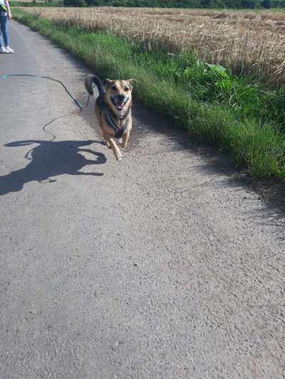 Zeigt mir eure Schäferhund Mischlinge :-)-Beitrag-Bild