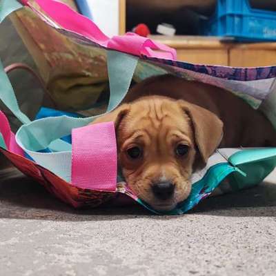 Hundetreffen-Welpentreff Hameln/Afferde-Bild