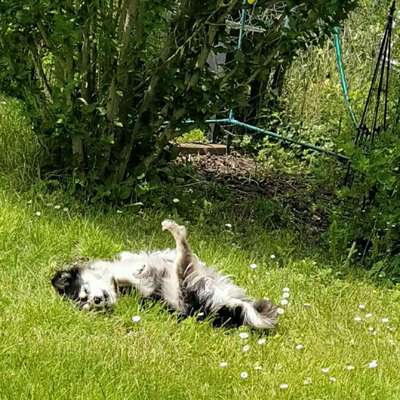 Hundetreffen-Gemütliche Gassirunden-Bild