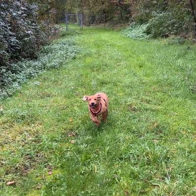 Hundetreffen-Spielen und Spaziergang Dortmund West-Bild