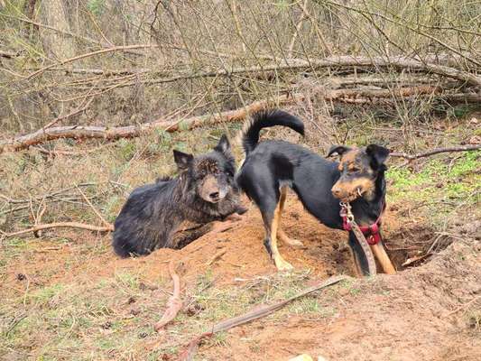 Süße Hunde-Beitrag-Bild