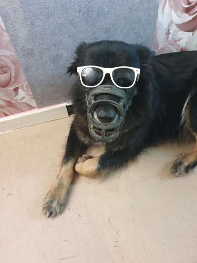 Schäferhund-Beitrag-Bild