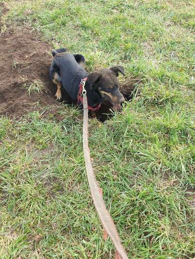 Zeigt mir doch mal eure Dreckspätze-Beitrag-Bild