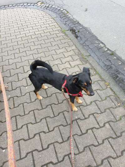Suche Jagdterrier halter-Beitrag-Bild