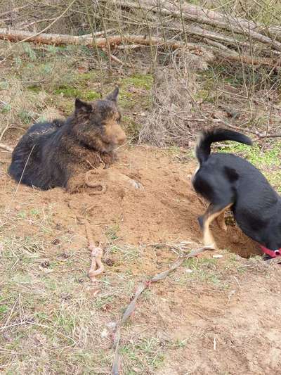 Zeigt mir doch mal eure Dreckspätze-Beitrag-Bild