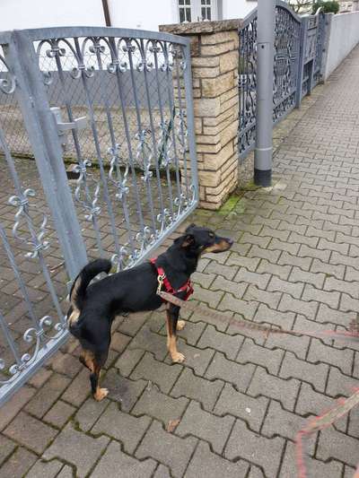 Suche Jagdterrier halter-Beitrag-Bild