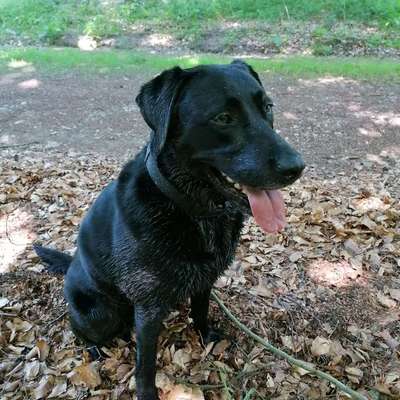 Brauchen wir getrennte Auslaufflächen für kleine Hunde? 🐶-Beitrag-Bild
