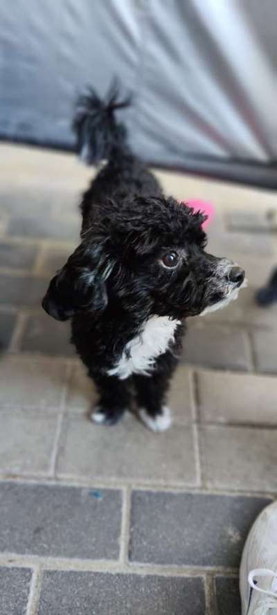 Hundetreffen-Soziale Kontakte in Beverungen-Bild