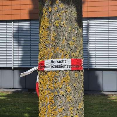 Giftköder-Eichenprozessionsspinner-Bild