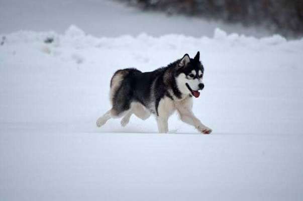 Husky-Beitrag-Bild