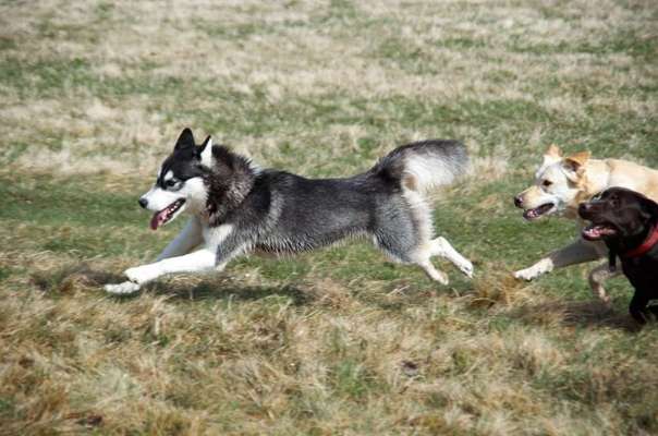 Husky-Beitrag-Bild