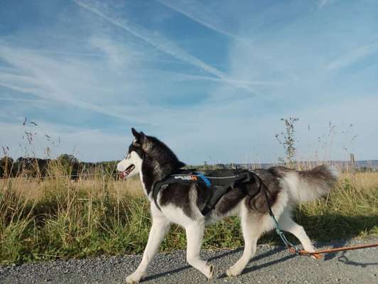 Husky-Beitrag-Bild