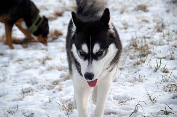 Husky-Beitrag-Bild